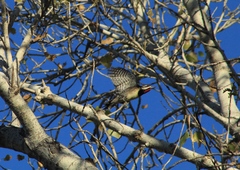 Sphyrapicus nuchalis