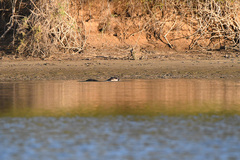 Aonyx capensis capensis