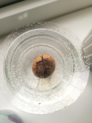 Quercus