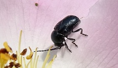 Cryptocephalus violaceus