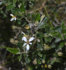 Olearia myrsinoides