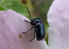 Cryptocephalus violaceus