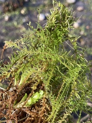 Calliergonella cuspidata