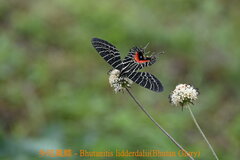 Bhutanitis lidderdalii