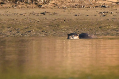 Aonyx capensis capensis