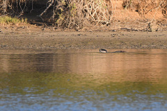 Aonyx capensis capensis