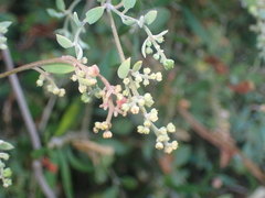 Chenopodium triandrum