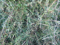 Chenopodium triandrum
