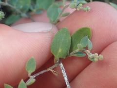 Chenopodium triandrum