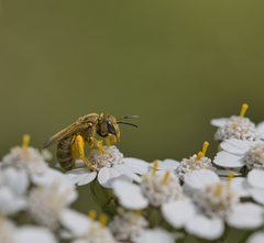 Halictus subauratus