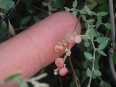 Chenopodium triandrum