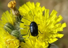 Cryptocephalus violaceus