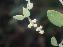 Chenopodium triandrum
