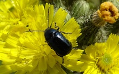 Cryptocephalus violaceus