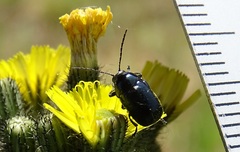 Cryptocephalus violaceus