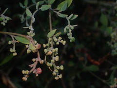 Chenopodium triandrum