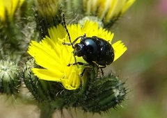 Cryptocephalus violaceus