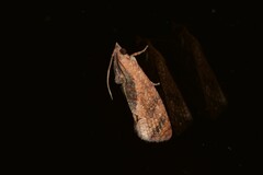 Cryptophlebia ombrodelta