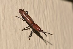 Trachelizini