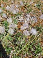 Pulsatilla