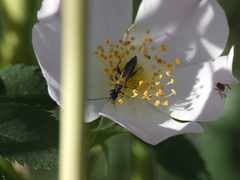 Oedemera simplex
