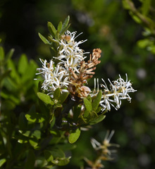 Orites lancifolius