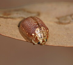 Paropsisterna decolorata