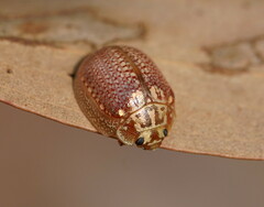 Paropsisterna decolorata