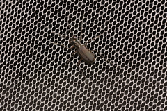 Myriochila semicincta