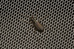 Myriochila semicincta