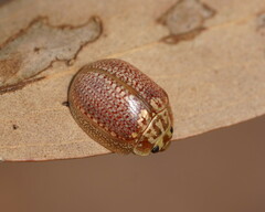 Paropsisterna decolorata