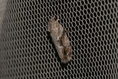 Agriophara confertella