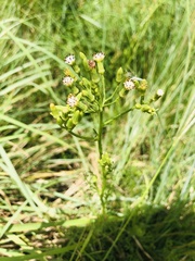 Senecio rhyncholaenus