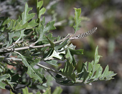 Grevillea willisii