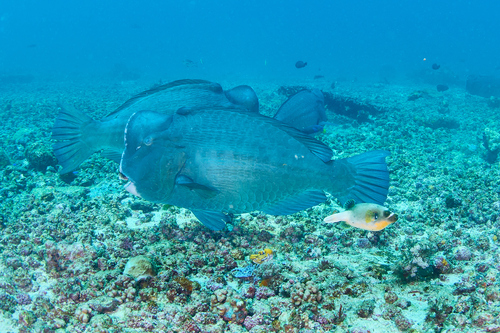 Bumphead Parrotfish — seen at this dive site