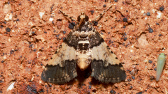 Nacoleia mesochlora
