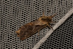 Elhamma australasiae