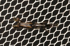 Catagogus diorymerus