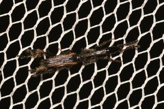 Catagogus diorymerus