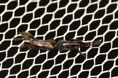 Catagogus diorymerus