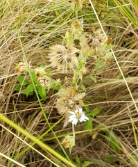 Perezia multiflora multiflora