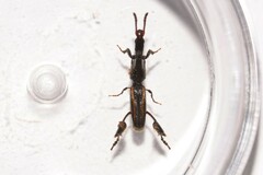 Catagogus diorymerus