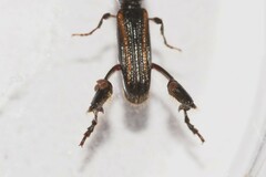 Catagogus diorymerus