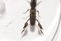 Catagogus diorymerus
