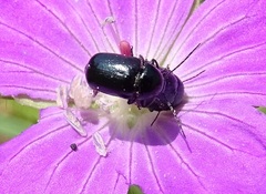 Cryptocephalus violaceus