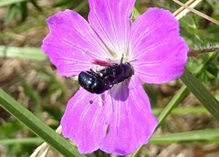Cryptocephalus violaceus