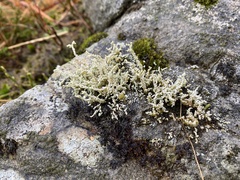 Stereocaulon vesuvianum