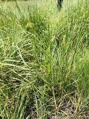 Senecio rhyncholaenus