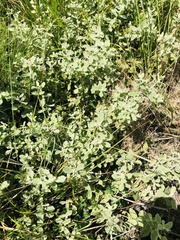 Helichrysum panduratum