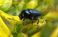 Cryptocephalus violaceus